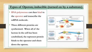 • RNA polymerase can then bind to
the operator and transcribe the
mRNA molecule.
• Three different proteins are
synthesized. When all of the
lactose in the cell has been
catabolized, the repressor protein
binds to the operator and shuts
down the operon.
Types of Operon; inducible (turned on by a substrate)
 