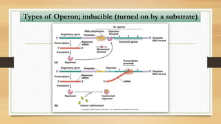 Types of Operon; inducible (turned on by a substrate)
 