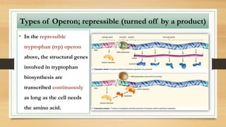 • In the repressible
tryptophan (trp) operon
above, the structural genes
involved in tryptophan
biosynthesis are
transcribed continuously
as long as the cell needs
the amino acid.
Types of Operon; repressible (turned off by a product)
 