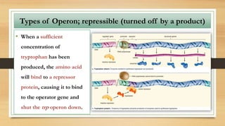 • When a sufficient
concentration of
tryptophan has been
produced, the amino acid
will bind to a repressor
protein, causing it to bind
to the operator gene and
shut the trp operon down.
Types of Operon; repressible (turned off by a product)
 