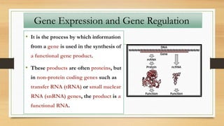 Gene Expression and Gene Regulation
• It is the process by which information
from a gene is used in the synthesis of
a functional gene product.
• These products are often proteins, but
in non-protein coding genes such as
transfer RNA (tRNA) or small nuclear
RNA (snRNA) genes, the product is a
functional RNA.
 