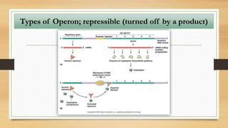 Types of Operon; repressible (turned off by a product)
 