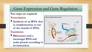Two steps are required;
Transcription
 Synthesis of an RNA that
is complementary to one
of the strands of DNA.
Translation
 Ribosomes read a
messenger RNA and
make protein according to
its instruction.
Gene Expression and Gene Regulation
 