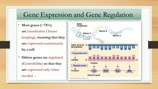 • Most genes (~75%)
are constitutive ( house
keeping), meaning that they
are expressed continuously
by a cell.
• Others genes are regulated
(Controllable) so that they
are expressed only when
needed .
Gene Expression and Gene Regulation
 
