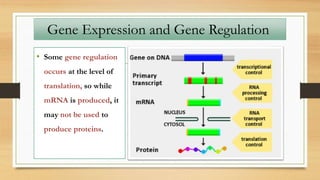 • Some gene regulation
occurs at the level of
translation, so while
mRNA is produced, it
may not be used to
produce proteins.
Gene Expression and Gene Regulation
 