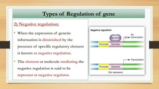 2) Negative regulation;
• When the expression of genetic
information is diminished by the
presence of specific regulatory element
is known as negative regulation.
• The element or molecule mediating the
negative regulation is said to be
repressor or negative regulator.
Types of Regulation of gene
 