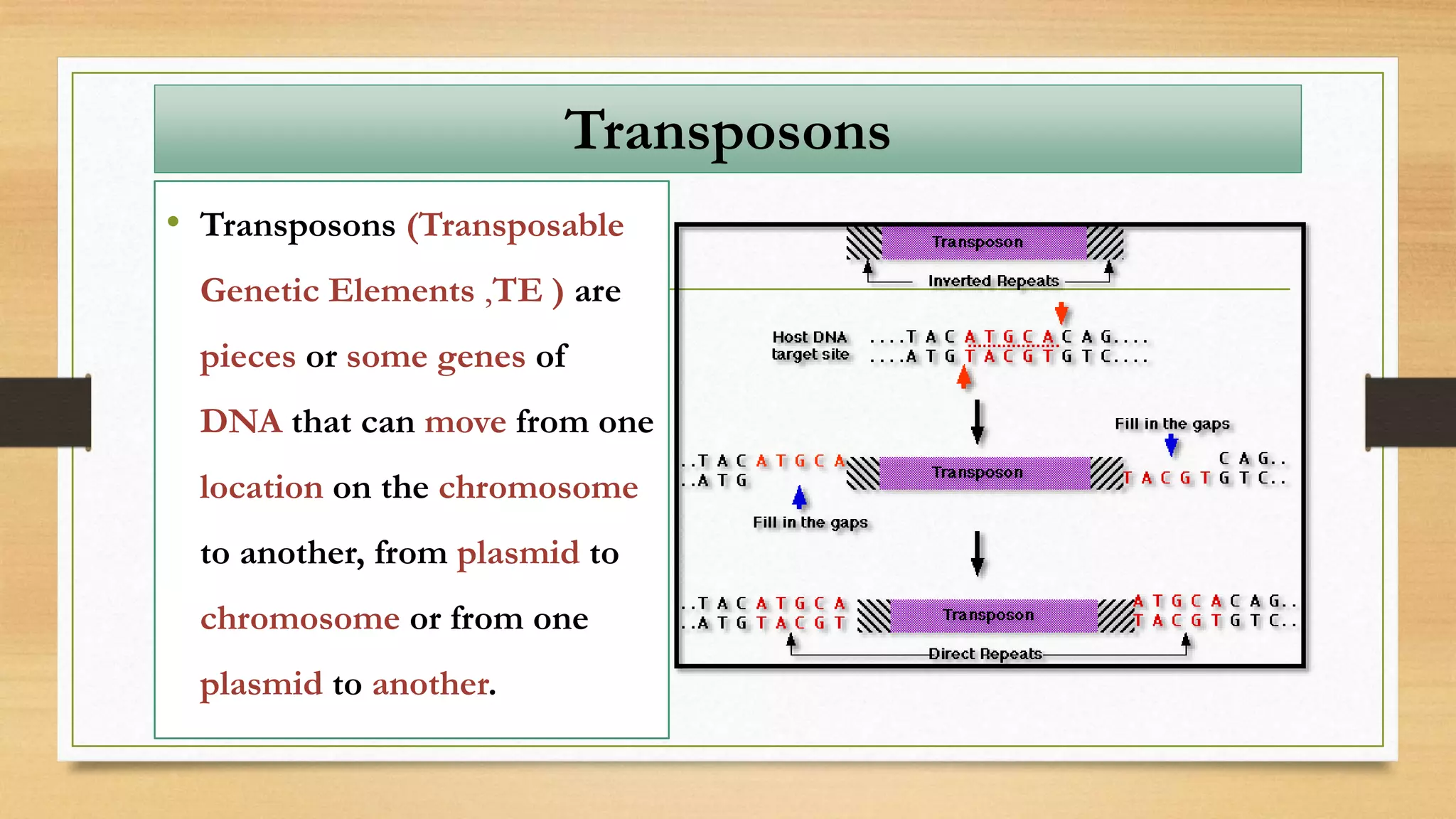 Transposons
• Transposons (Transposable
Genetic Elements ,TE ) are
pieces or some genes of
DNA that can move from one
location on the chromosome
to another, from plasmid to
chromosome or from one
plasmid to another.
 