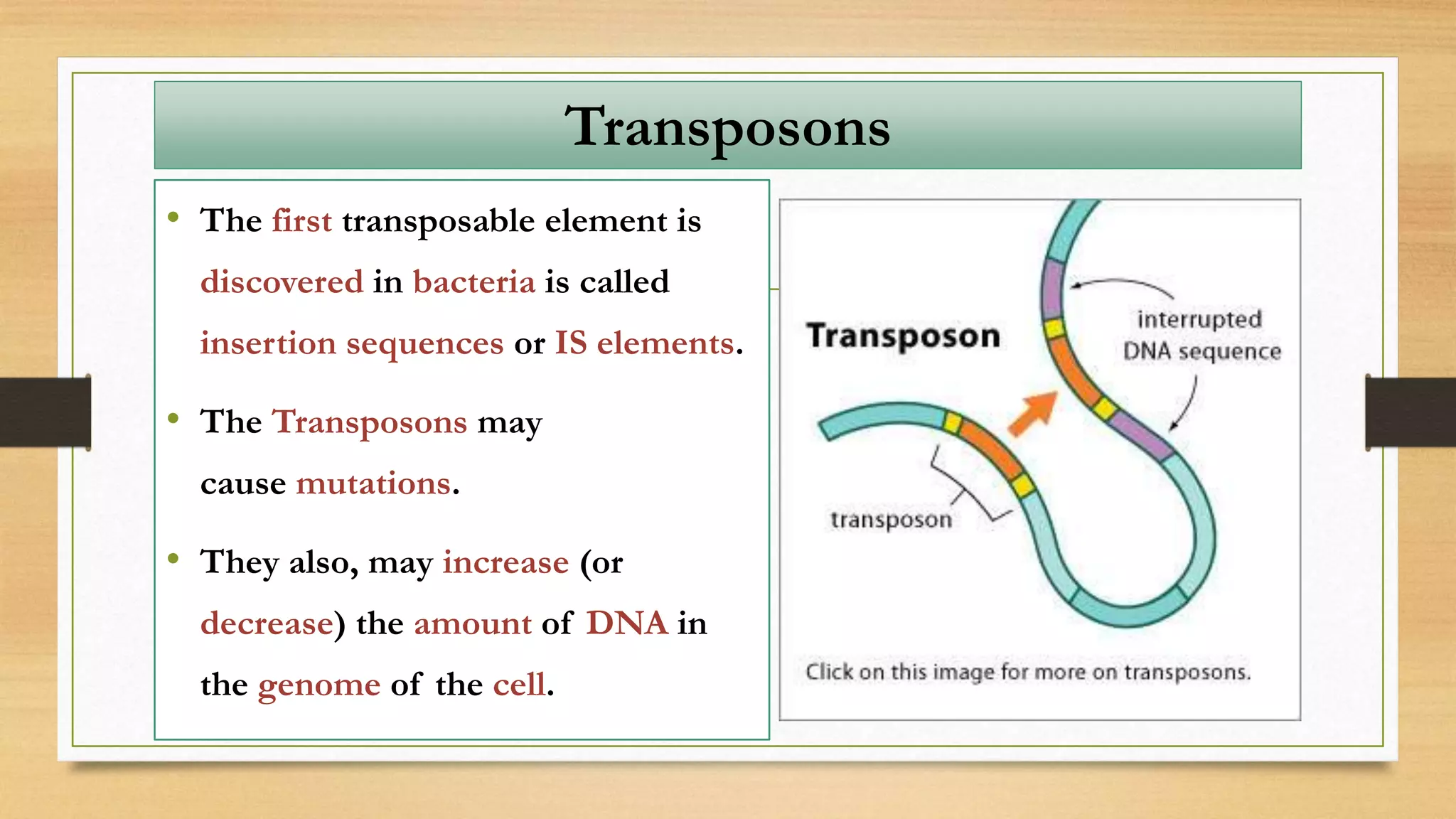 • The first transposable element is
discovered in bacteria is called
insertion sequences or IS elements.
• The Transposons may
cause mutations.
• They also, may increase (or
decrease) the amount of DNA in
the genome of the cell.
Transposons
 