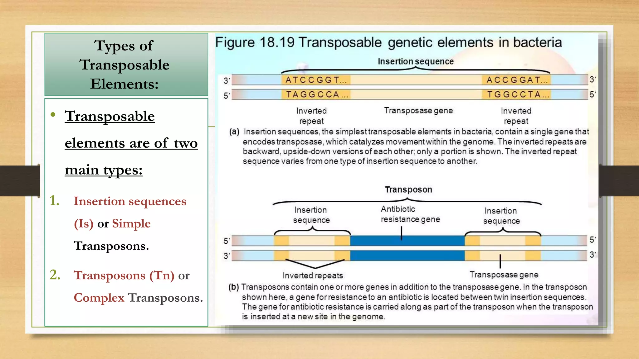 Types of
Transposable
Elements:
• Transposable
elements are of two
main types:
1. Insertion sequences
(Is) or Simple
Transposons.
2. Transposons (Tn) or
Complex Transposons.
 