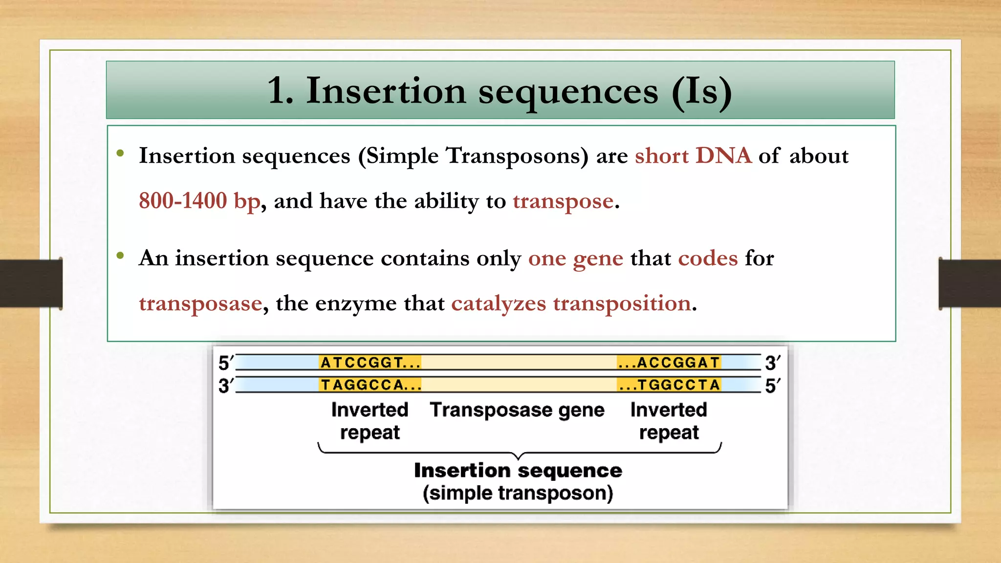 1. Insertion sequences (Is)
• Insertion sequences (Simple Transposons) are short DNA of about
800-1400 bp, and have the ability to transpose.
• An insertion sequence contains only one gene that codes for
transposase, the enzyme that catalyzes transposition.
 