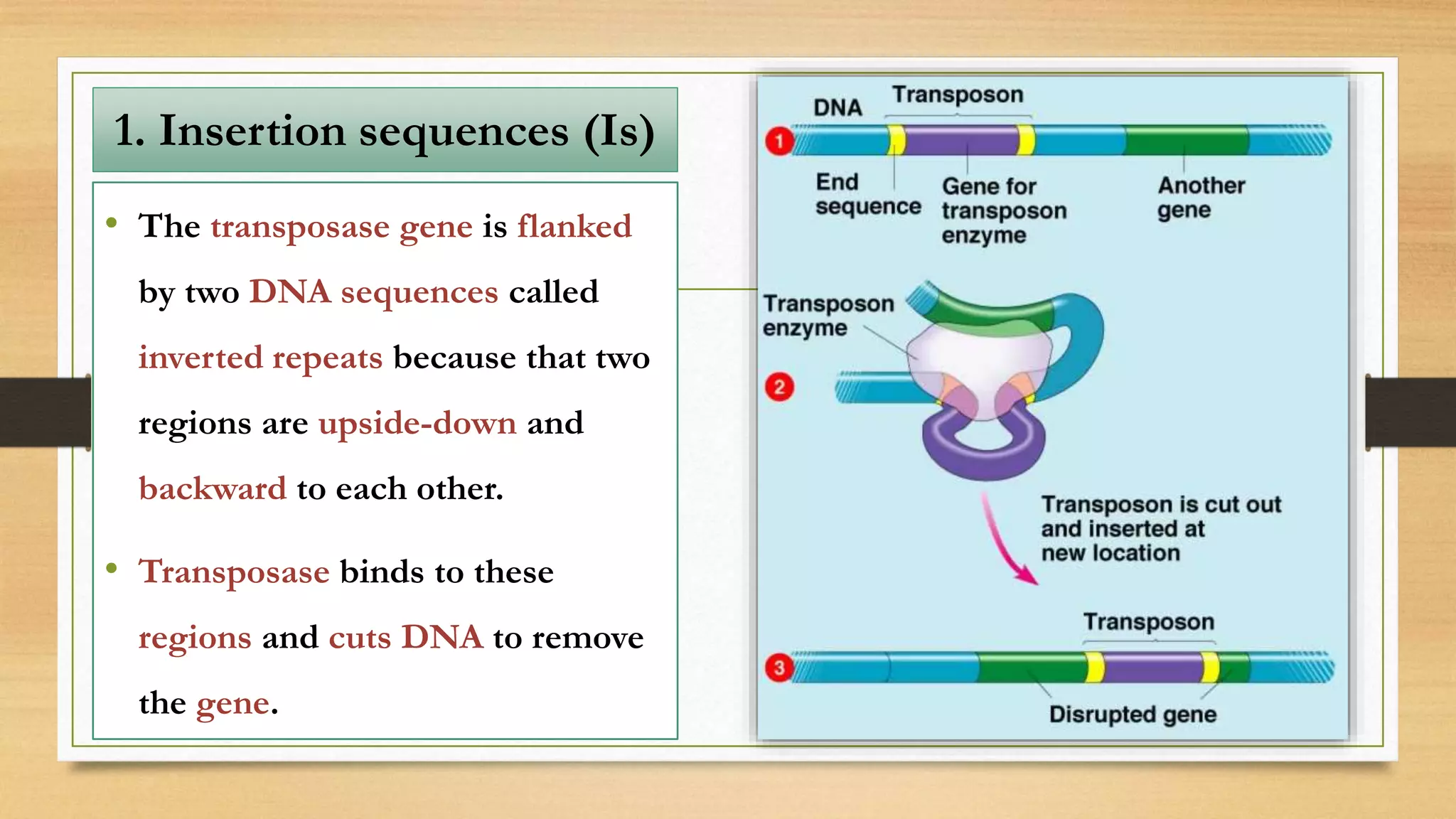 • The transposase gene is flanked
by two DNA sequences called
inverted repeats because that two
regions are upside-down and
backward to each other.
• Transposase binds to these
regions and cuts DNA to remove
the gene.
1. Insertion sequences (Is)
 