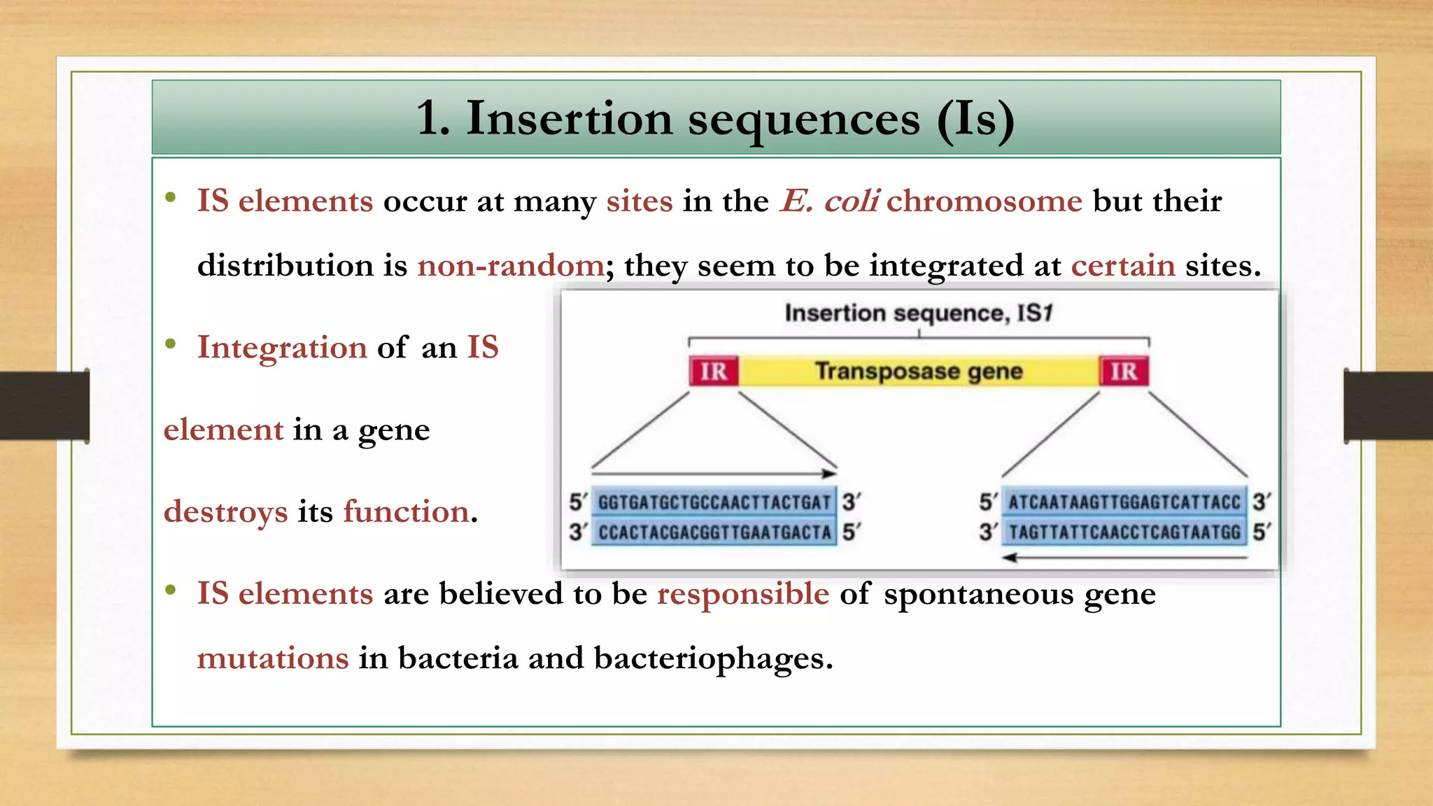 • IS elements occur at many sites in the E. coli chromosome but their
distribution is non-random; they seem to be integrated at certain sites.
• Integration of an IS
element in a gene
destroys its function.
• IS elements are believed to be responsible of spontaneous gene
mutations in bacteria and bacteriophages.
1. Insertion sequences (Is)
 