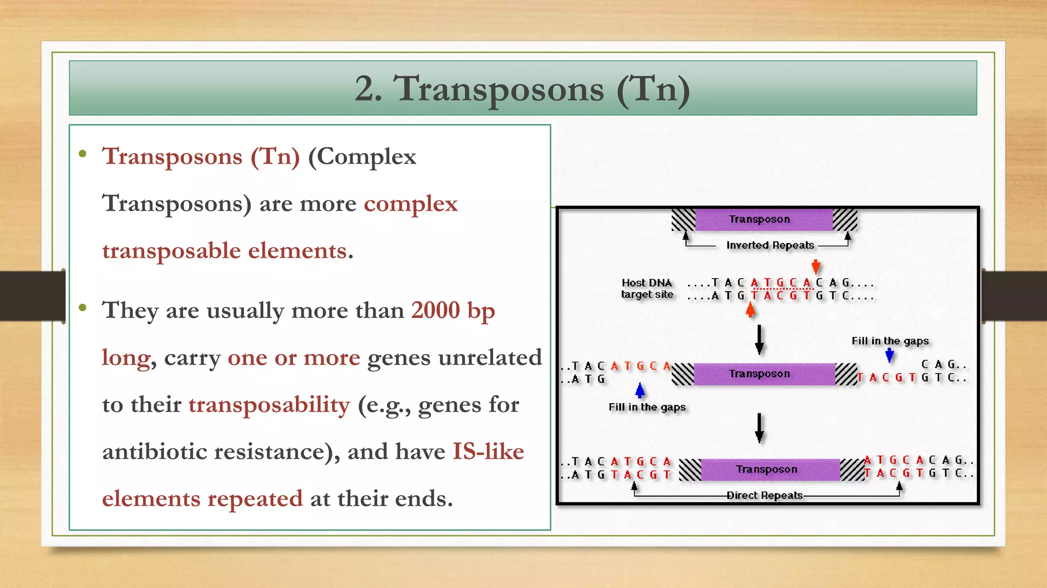 • Transposons (Tn) (Complex
Transposons) are more complex
transposable elements.
• They are usually more than 2000 bp
long, carry one or more genes unrelated
to their transposability (e.g., genes for
antibiotic resistance), and have IS-like
elements repeated at their ends.
2. Transposons (Tn)
 