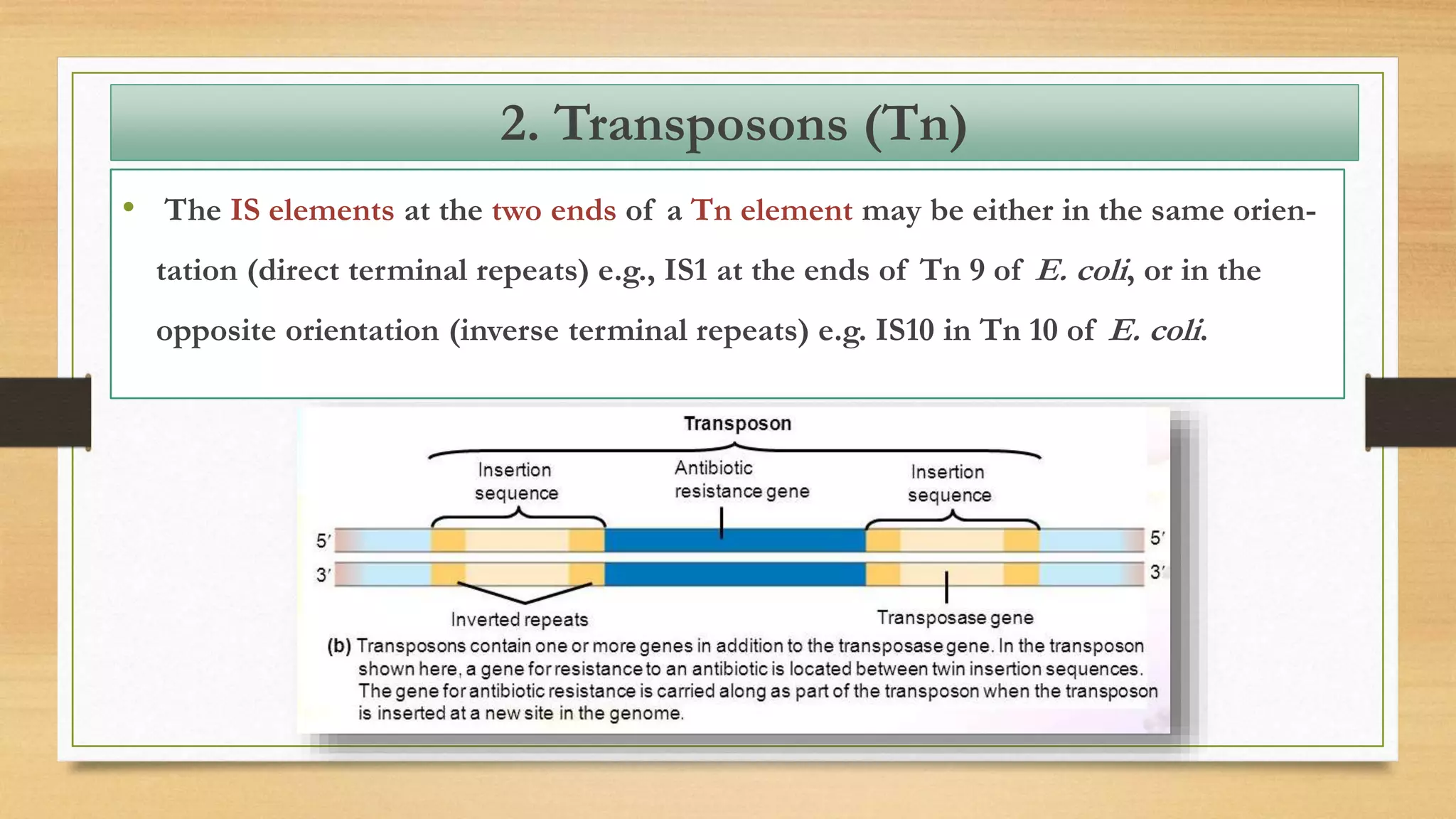 • The IS elements at the two ends of a Tn element may be either in the same orien-
tation (direct terminal repeats) e.g., IS1 at the ends of Tn 9 of E. coli, or in the
opposite orientation (inverse terminal repeats) e.g. IS10 in Tn 10 of E. coli.
2. Transposons (Tn)
 
