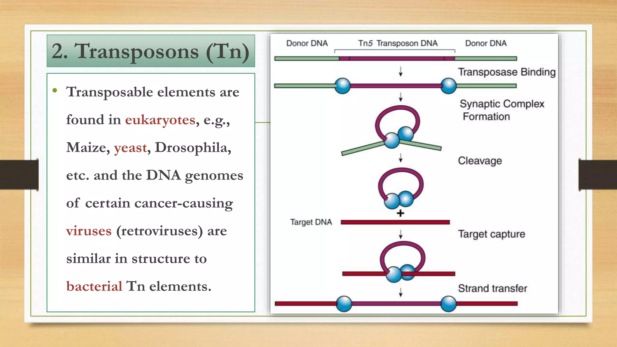• Transposable elements are
found in eukaryotes, e.g.,
Maize, yeast, Drosophila,
etc. and the DNA genomes
of certain cancer-causing
viruses (retroviruses) are
similar in structure to
bacterial Tn elements.
2. Transposons (Tn)
 
