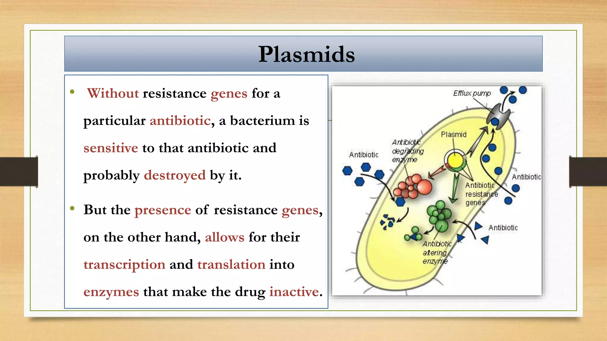 • Without resistance genes for a
particular antibiotic, a bacterium is
sensitive to that antibiotic and
probably destroyed by it.
• But the presence of resistance genes,
on the other hand, allows for their
transcription and translation into
enzymes that make the drug inactive.
Plasmids
 