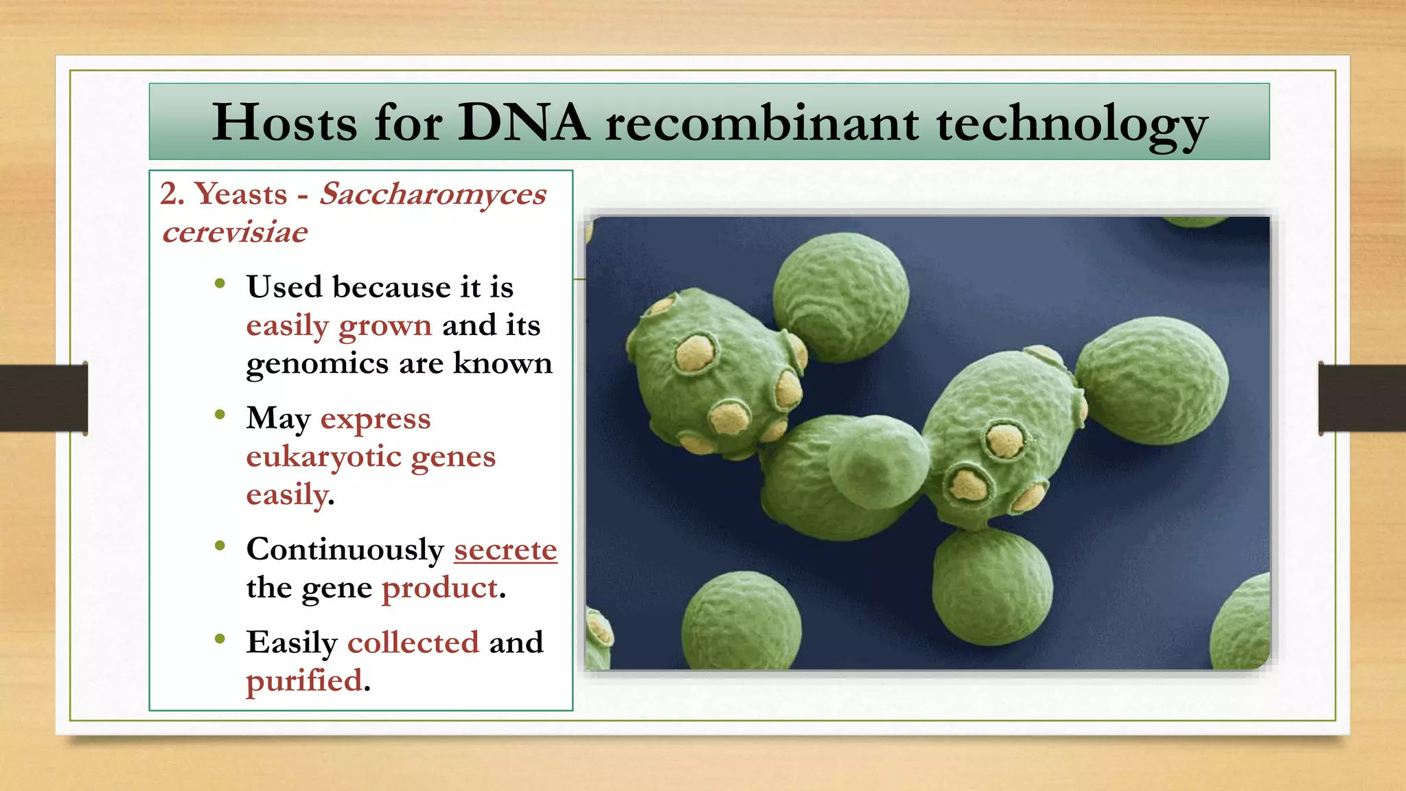 2. Yeasts - Saccharomyces
cerevisiae
• Used because it is
easily grown and its
genomics are known
• May express
eukaryotic genes
easily.
• Continuously secrete
the gene product.
• Easily collected and
purified.
Hosts for DNA recombinant technology
 