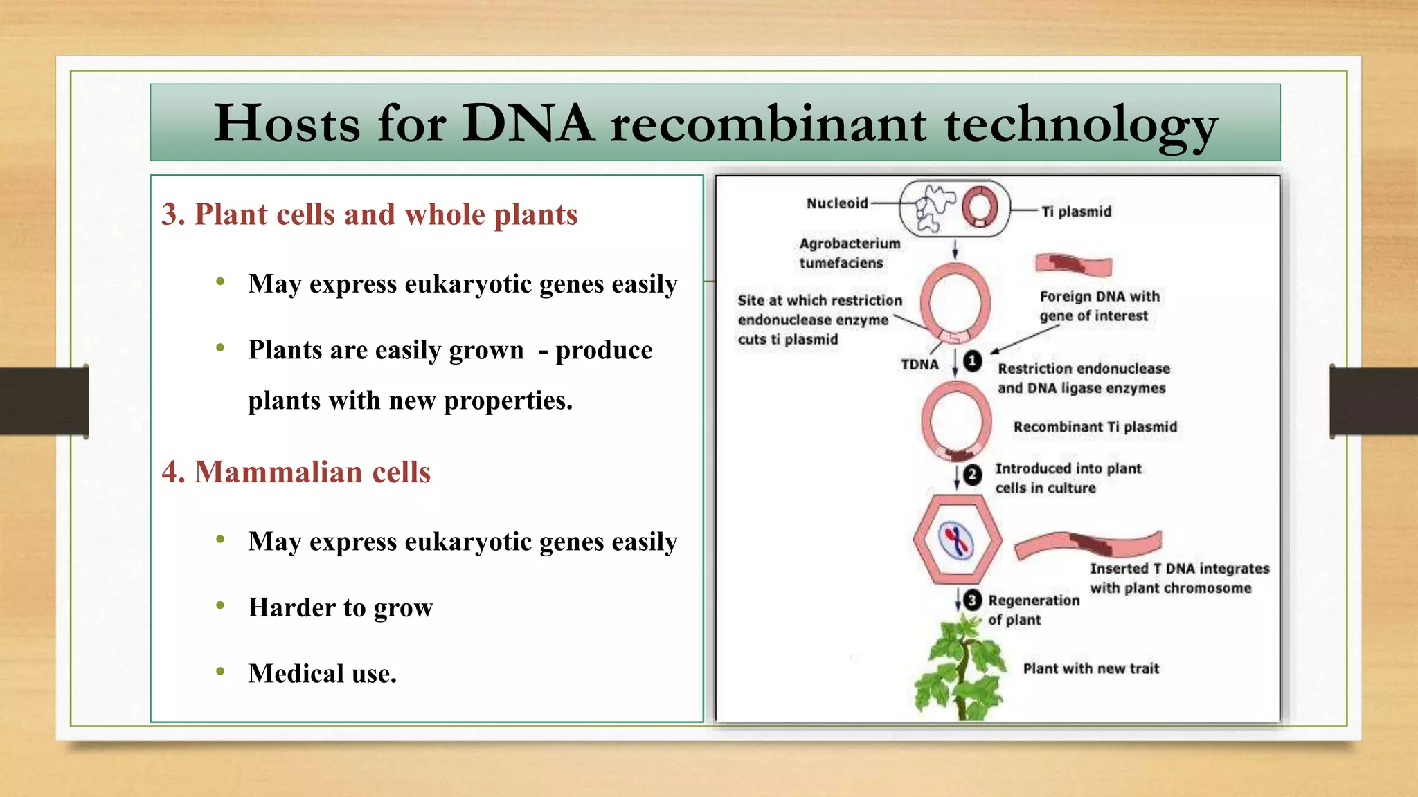 3. Plant cells and whole plants
• May express eukaryotic genes easily
• Plants are easily grown - produce
plants with new properties.
4. Mammalian cells
• May express eukaryotic genes easily
• Harder to grow
• Medical use.
Hosts for DNA recombinant technology
 