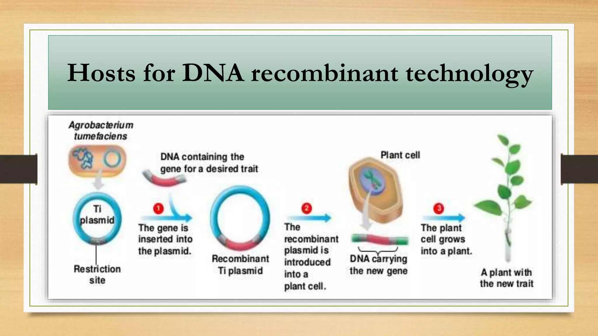 Hosts for DNA recombinant technology
 
