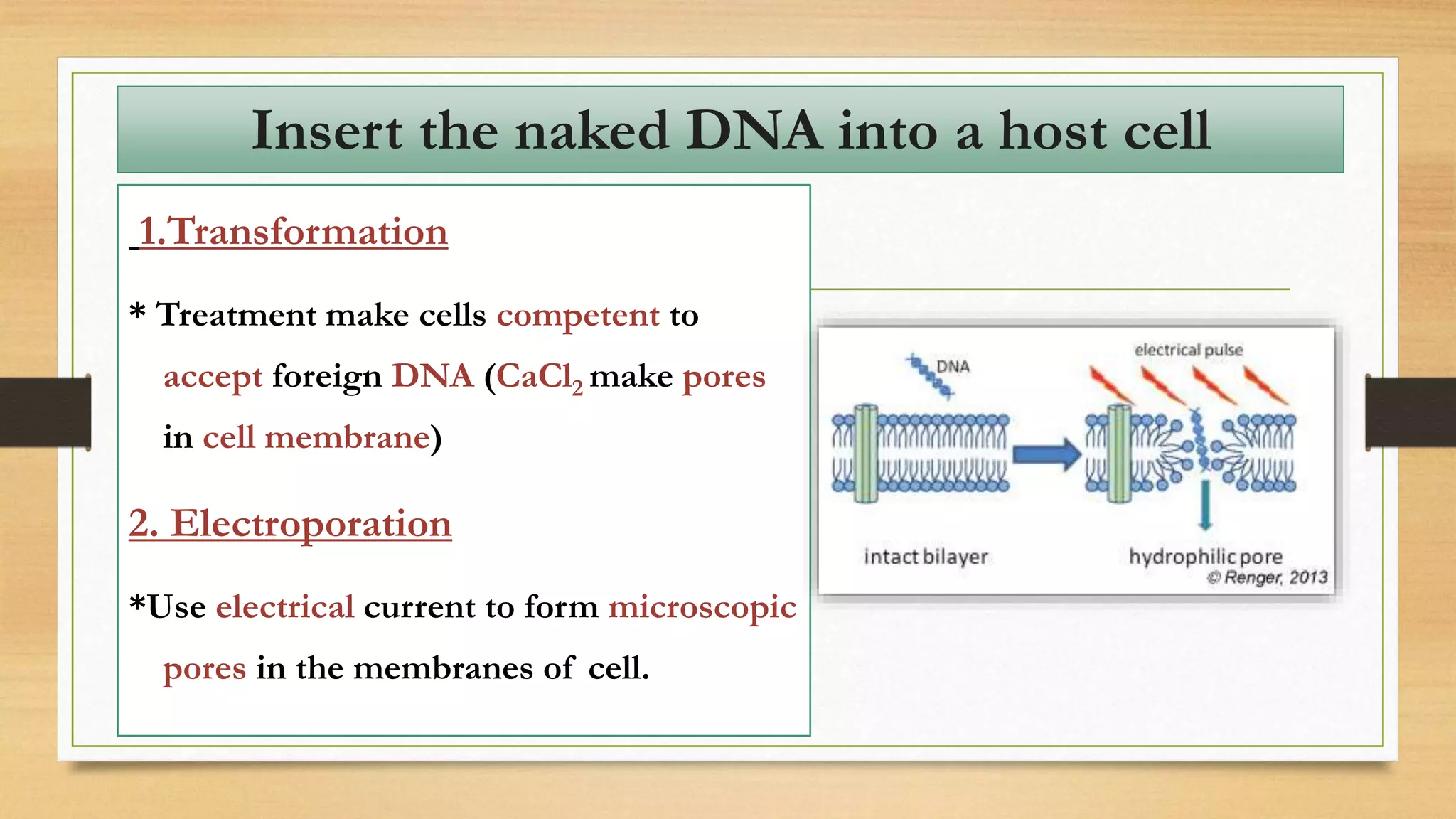 1.Transformation
* Treatment make cells competent to
accept foreign DNA (CaCl2 make pores
in cell membrane)
2. Electroporation
*Use electrical current to form microscopic
pores in the membranes of cell.
Insert the naked DNA into a host cell
 
