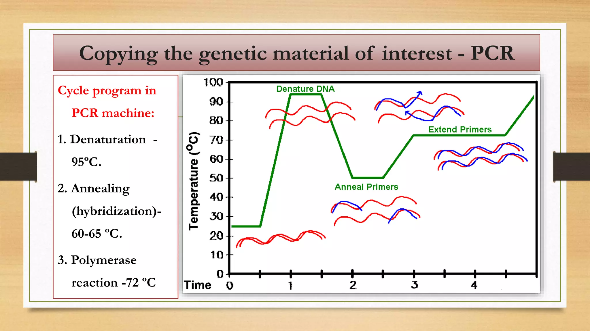 Cycle program in
PCR machine:
1. Denaturation -
95ºC.
2. Annealing
(hybridization)-
60-65 ºC.
3. Polymerase
reaction -72 ºC
Copying the genetic material of interest - PCR
 