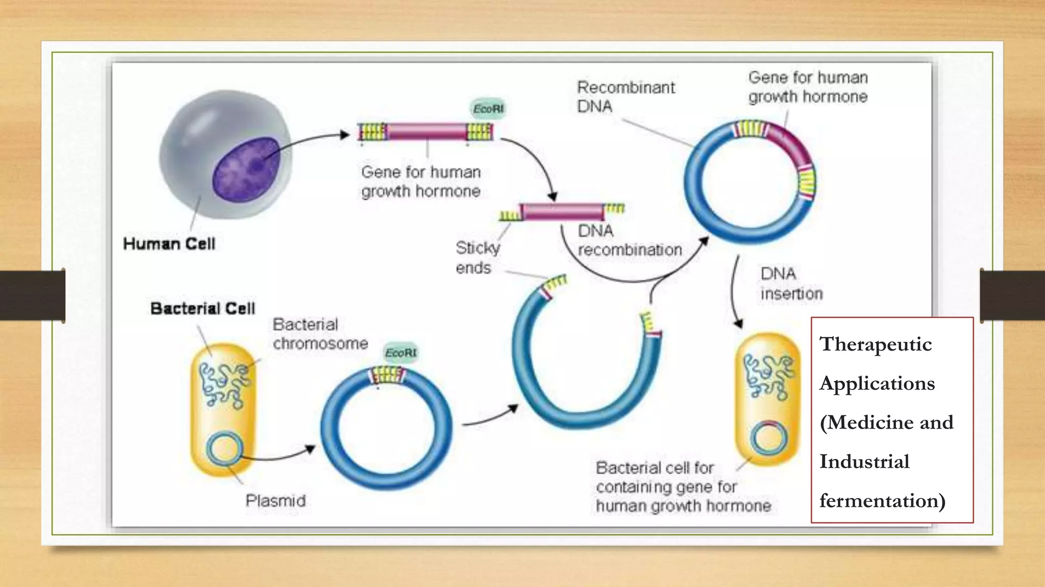 Therapeutic
Applications
(Medicine and
Industrial
fermentation)
 