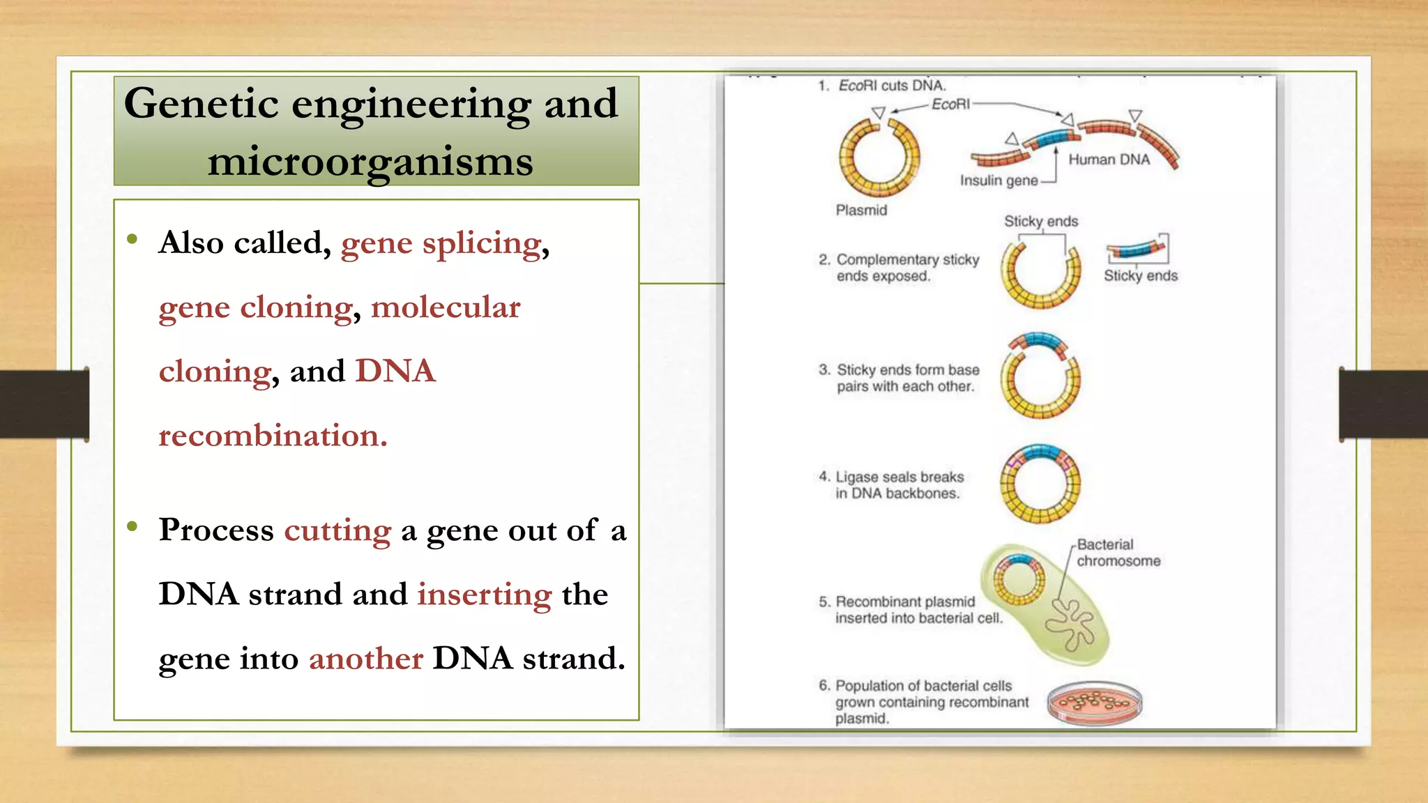 • Also called, gene splicing,
gene cloning, molecular
cloning, and DNA
recombination.
• Process cutting a gene out of a
DNA strand and inserting the
gene into another DNA strand.
Genetic engineering and
microorganisms
 
