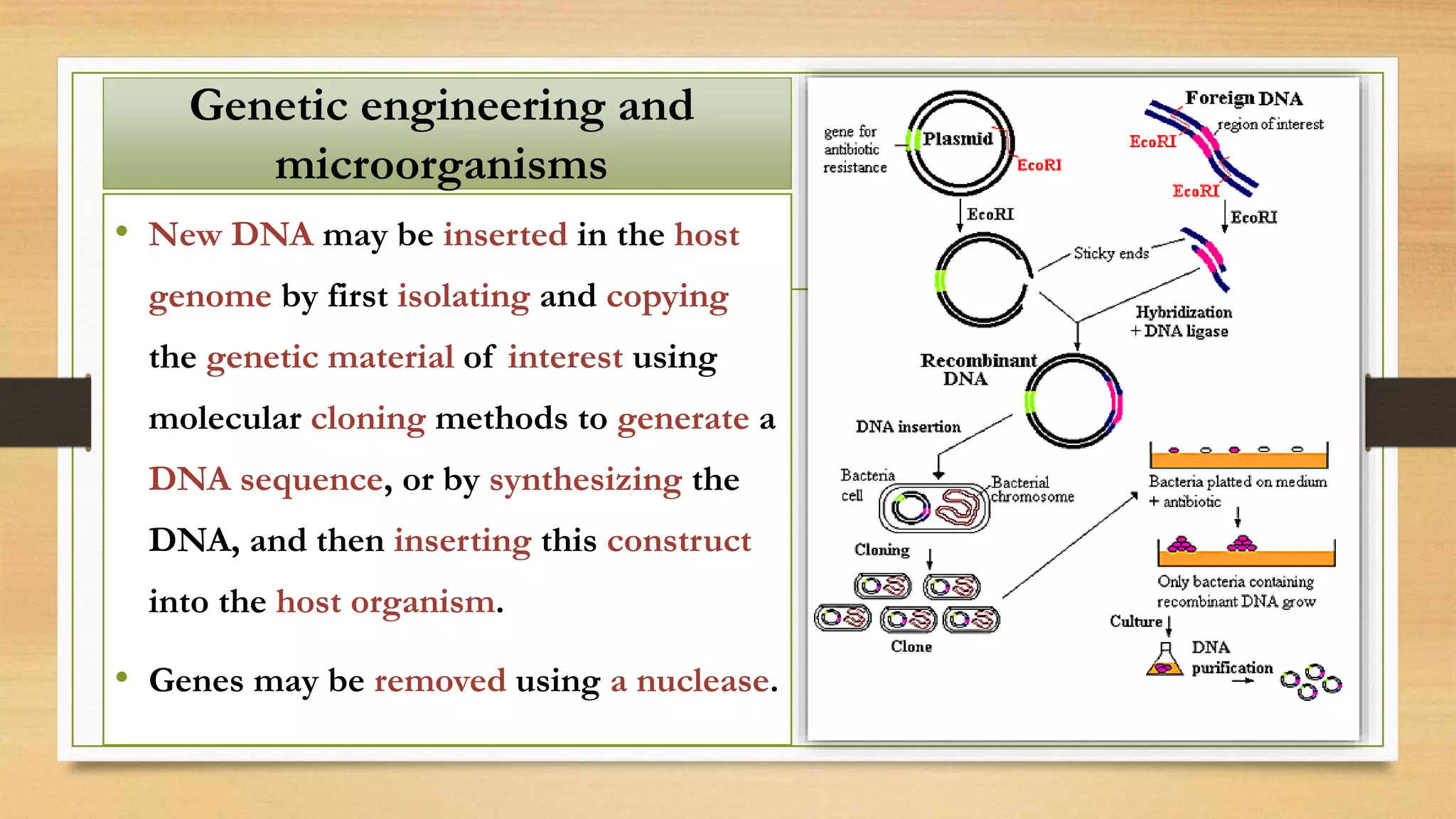 • New DNA may be inserted in the host
genome by first isolating and copying
the genetic material of interest using
molecular cloning methods to generate a
DNA sequence, or by synthesizing the
DNA, and then inserting this construct
into the host organism.
• Genes may be removed using a nuclease.
Genetic engineering and
microorganisms
 
