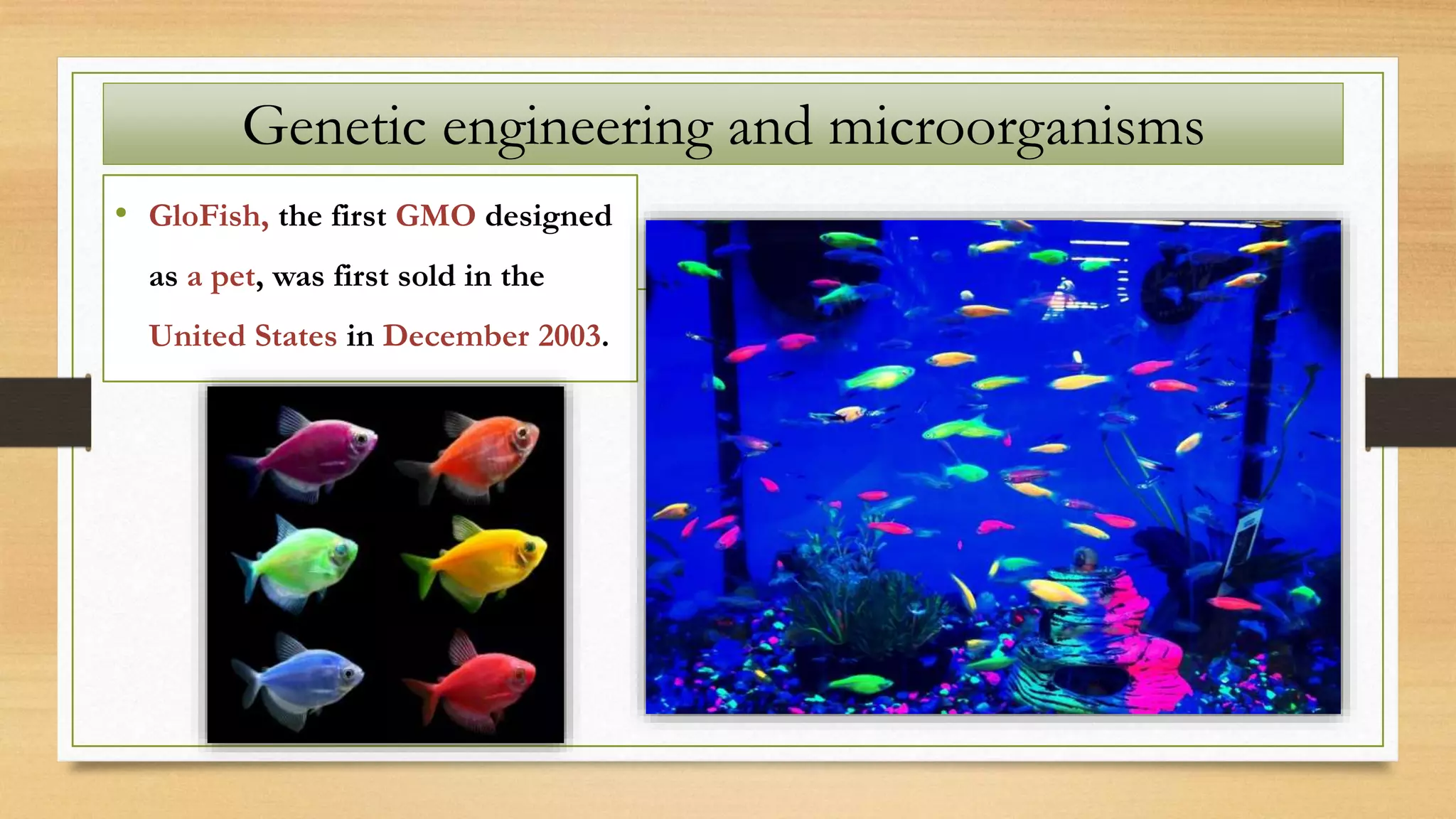 • GloFish, the first GMO designed
as a pet, was first sold in the
United States in December 2003.
Genetic engineering and microorganisms
 