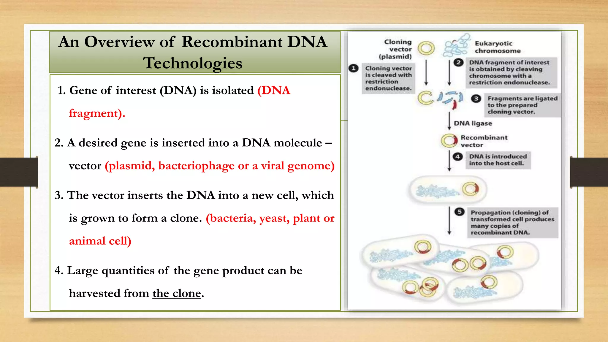 1. Gene of interest (DNA) is isolated (DNA
fragment).
2. A desired gene is inserted into a DNA molecule –
vector (plasmid, bacteriophage or a viral genome)
3. The vector inserts the DNA into a new cell, which
is grown to form a clone. (bacteria, yeast, plant or
animal cell)
4. Large quantities of the gene product can be
harvested from the clone.
An Overview of Recombinant DNA
Technologies
 