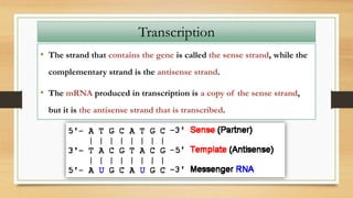 • The strand that contains the gene is called the sense strand, while the
complementary strand is the antisense strand.
• The mRNA produced in transcription is a copy of the sense strand,
but it is the antisense strand that is transcribed.
Transcription
 