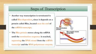 • Another way transcription is terminated is
called Rho-dependent, since it depends on a
protein called Rho, located near the end of
the mRNA transcript.
• The Rho protein moves along the mRNA
until the termination sequence is reached,
separating the DNA strand from the mRNA
transcript and the RNA polymerase enzyme.
Steps of Transcription
 