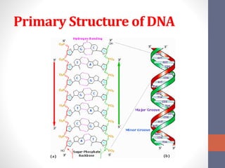 Primary Structure of DNA 
 