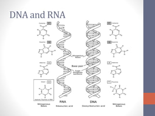 DNA and RNA 
 