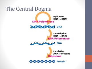 The Central Dogma 
 