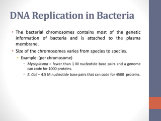 DNA Replication in Bacteria 
• The bacterial chromosomes contains most of the genetic 
information of bacteria and is attached to the plasma 
membrane. 
• Size of the chromosomes varies from species to species. 
• Example: (per chromosome) 
• Mycoplasma – fewer than 1 M nucleotide base pairs and a genome 
can code for 1000 proteins. 
• E. Coli – 4.5 M nucleotide base pairs that can code for 4500 proteins. 
 