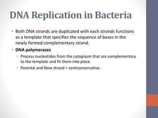 DNA Replication in Bacteria 
• Both DNA strands are duplicated with each strands functions 
as a template that specifies the sequence of bases in the 
newly formed complementary strand. 
• DNA polymerases 
• Process nucleotides from the cytoplasm that are complementary 
to the template and fit them into place. 
• Parental and New strand = semiconservative. 
 