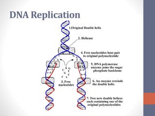 DNA Replication 
 