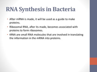 RNA Synthesis in Bacteria 
• After mRNA is made, it will be used as a guide to make 
proteins. 
• Ribosomal RNA, after its made, becomes associated with 
proteins to form ribosomes. 
• tRNA are small RNA molecules that are involved in translating 
the information in the mRNA into proteins. 
 