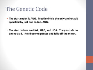 The Genetic Code 
• The start codon is AUG. Methionine is the only amino acid 
specified by just one codon, AUG. 
• The stop codons are UAA, UAG, and UGA. They encode no 
amino acid. The ribosome pauses and falls off the mRNA. 
 