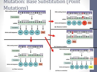 Mutation: Base Substitution (Point 
Mutations) 
G 
C 
Glu 
(d) Run-on mutation 
G 
C 
(a) Silent mutation 
 