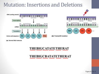 Mutation: Insertions and Deletions 
Figure 8.17a, d 
THEBIGCATATETHERAT 
THEBIGCBATATETHERAT 
 