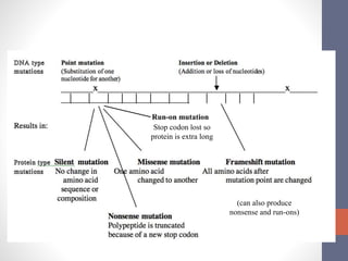 Summary of Mutation Types 
Run-on mutation 
Stop codon lost so 
protein is extra long 
(can also produce 
nonsense and run-ons) 
 