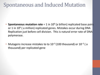 Spontaneous and Induced Mutation 
• Spontaneous mutation rate = 1 in 109 (a billion) replicated base pairs 
or 1 in 106 ( a million) replicated genes. Mistakes occur during DNA 
Replication just before cell division. This is natural error rate of DNA 
polymerase. 
• Mutagens increase mistakes to to 10–5 (100 thousand) or 10–3 ( a 
thousand) per replicated gene 
 