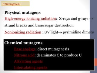 Physical mutagens 
High-energy ionizing radiation: X-rays and g-rays  
strand breaks and base/sugar destruction 
Nonionizing radiation : UV light pyrimidine dimers 
Chemical mutagens 
Base analogs: direct mutagenesis 
Nitrous acid: deaminates C to produce U 
Alkylating agents 
Intercalating agents 
Lesions-indirect mutagenesis 
1 Mutaagenesis 
 