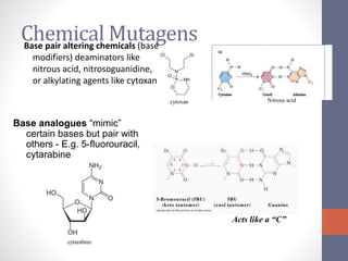 Chemical Mutagens 
Base pair altering chemicals (base 
modifiers) deaminators like 
nitrous acid, nitrosoguanidine, 
or alkylating agents like cytoxan 
Base analogues “mimic” 
certain bases but pair with 
others - E.g. 5-fluorouracil, 
cytarabine 
Acts like a “C” 
cytarabine 
cytoxan Nitrous acid 
 