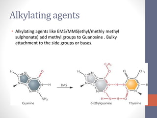 Alkylating agents 
• Alkylating agents like EMS/MMS(ethyl/methly methyl 
sulphonate) add methyl groups to Guanosine . Bulky 
attachment to the side groups or bases. 
 