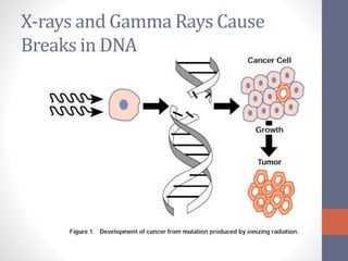 X-rays and Gamma Rays Cause 
Breaks in DNA 
 