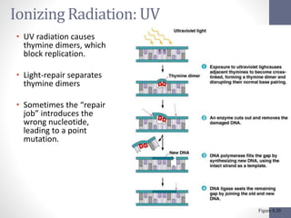Ionizing Radiation: UV 
• UV radiation causes 
thymine dimers, which 
block replication. 
• Light-repair separates 
thymine dimers 
• Sometimes the “repair 
job” introduces the 
wrong nucleotide, 
leading to a point 
mutation. 
Figure 8.20 
 