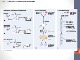Figure 7.33 Transformation in Streptococcus pneumoniae-overview 
MDufilho 7/6/11 
56 
 